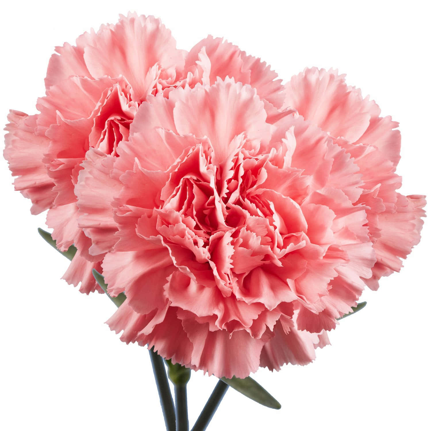 Rosanelken Sind Der Perfekte Florale Weg, Um Liebe, Dankbarkeit Und Bewunderung Auszudrücken.