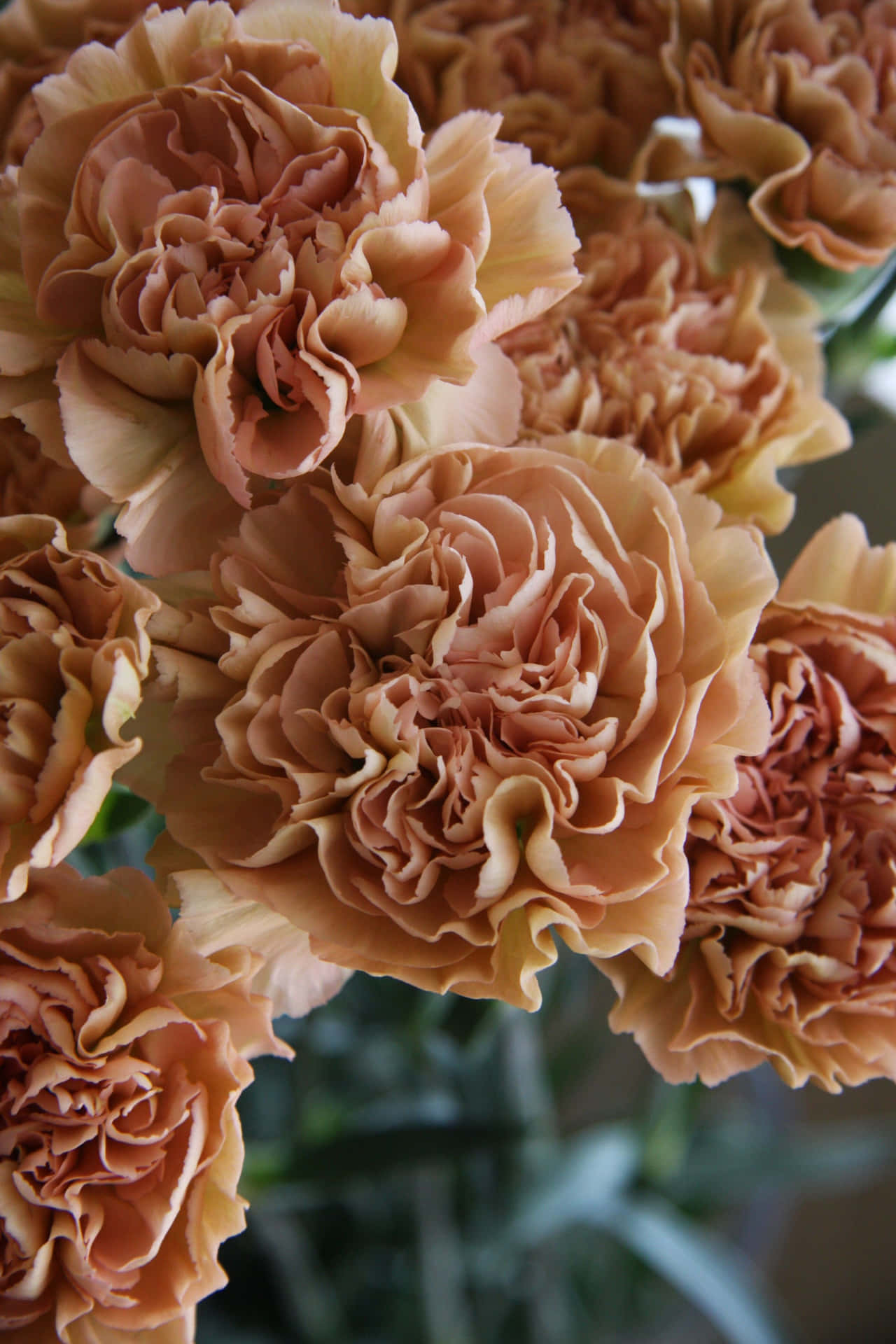 Enjoy a beautiful bouquet of multi-colored carnations