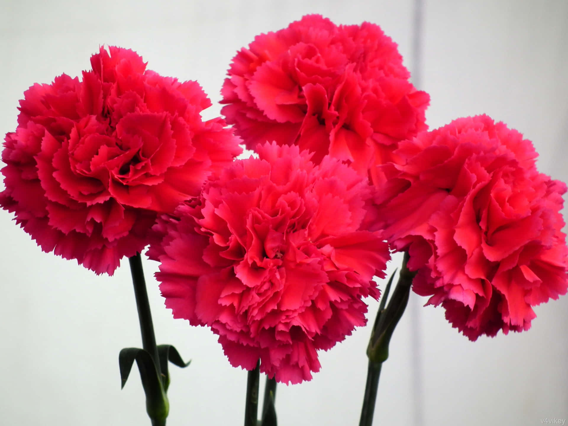 A vibrant bouquet of carnations with a unique blend of colors.