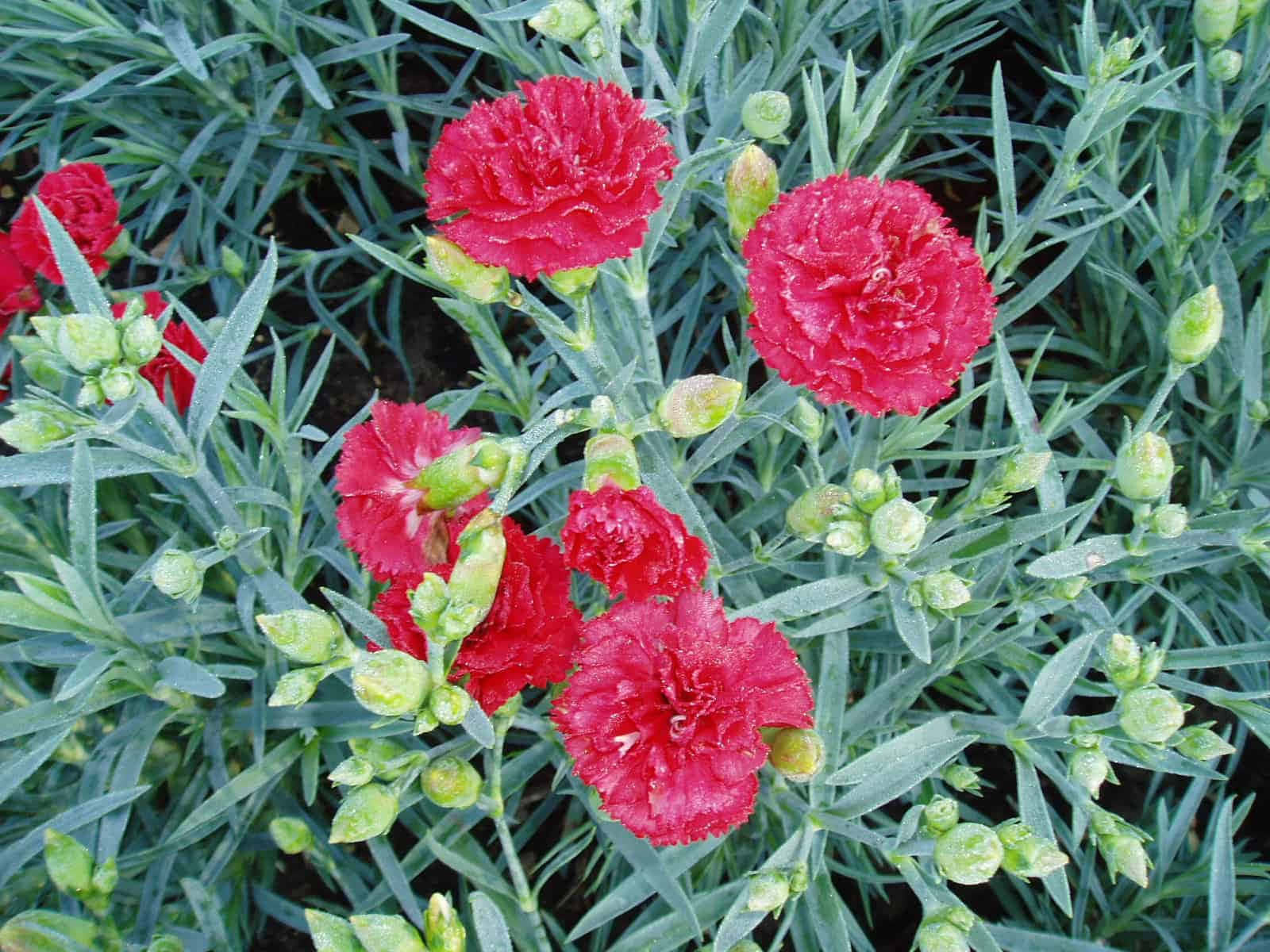 Red Carnations In A Garden With Green Leaves
