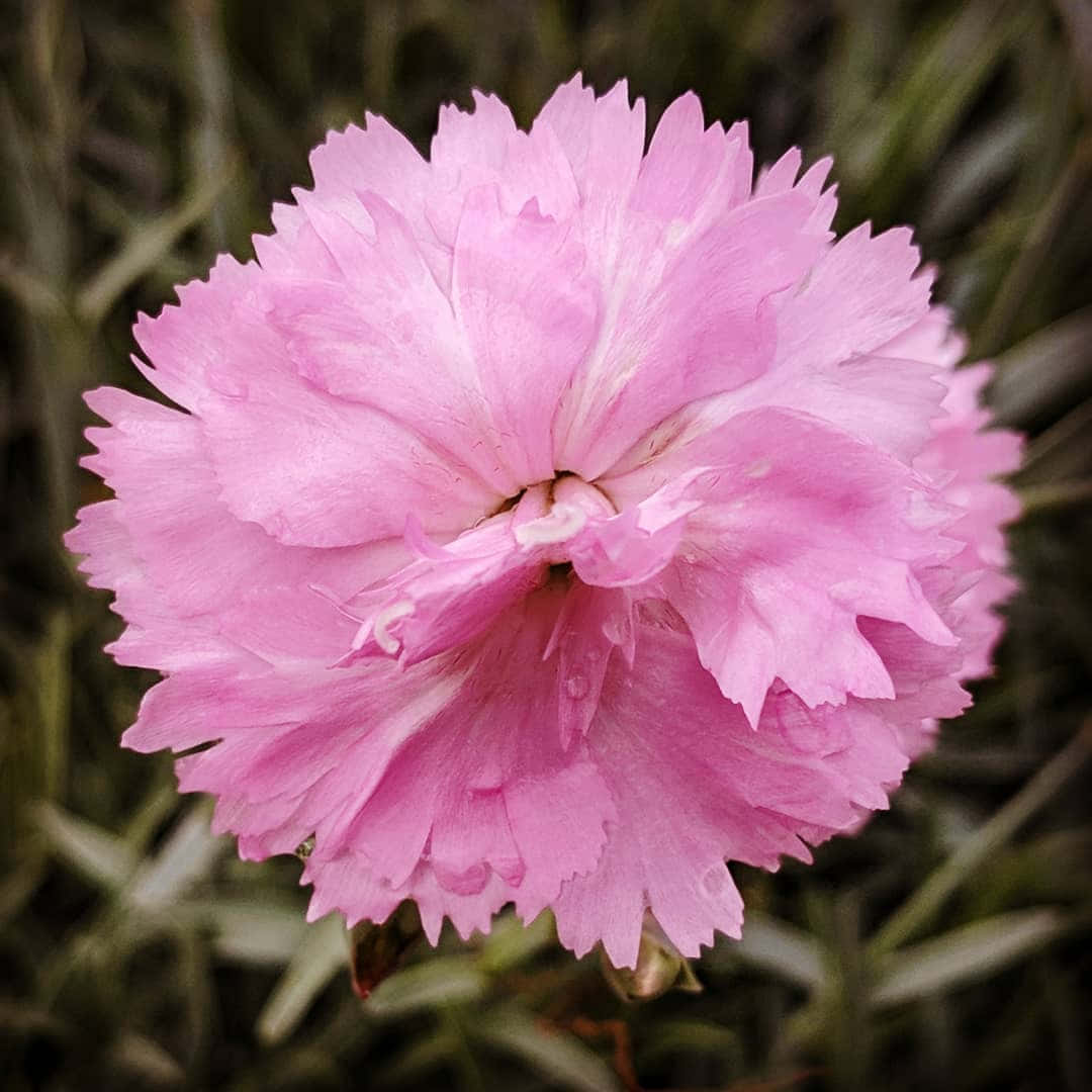 Brighten Your Day with a Single Stem of Carnation
