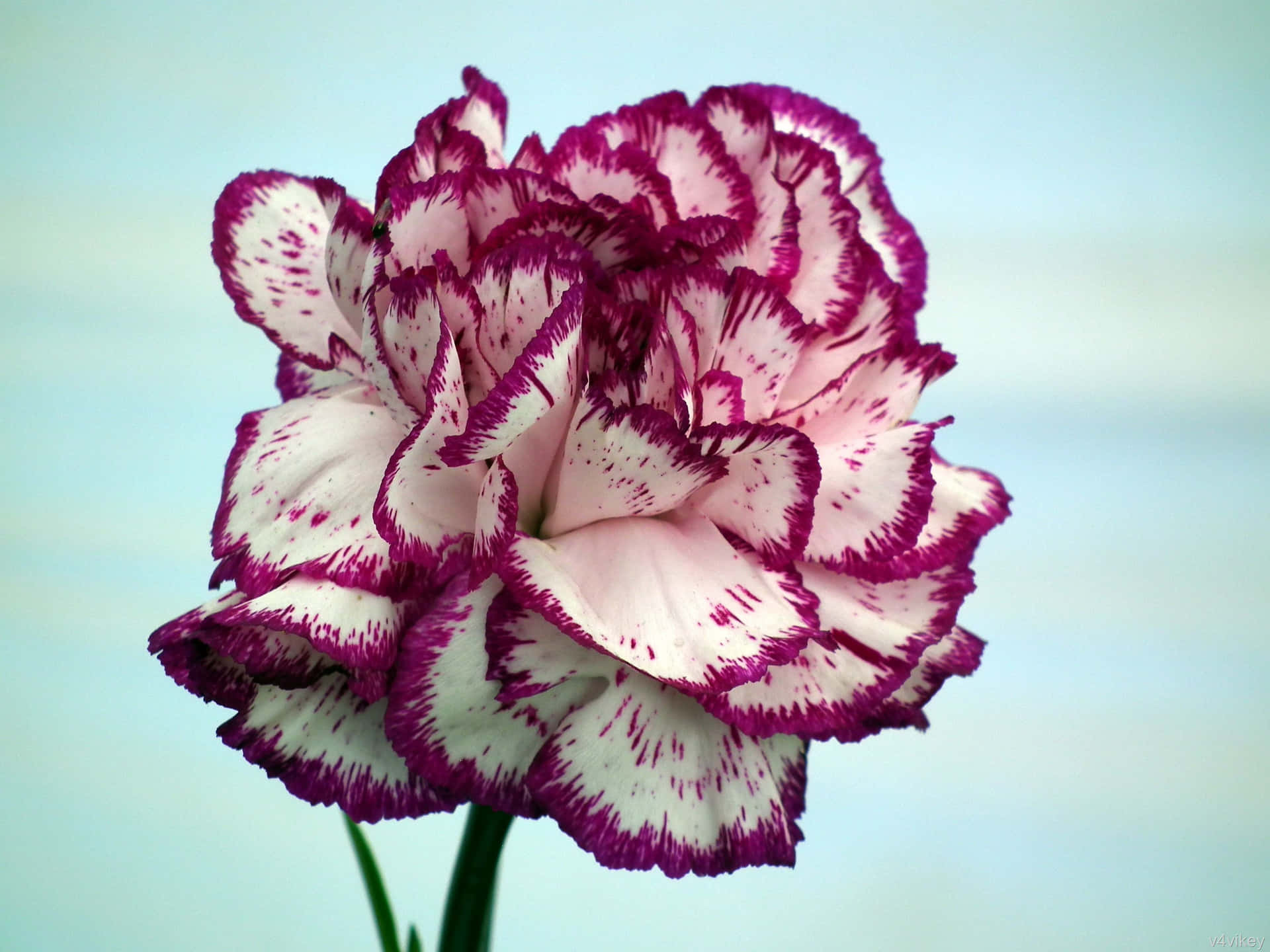 A deep pink carnation reflects a warm and romantic feeling.