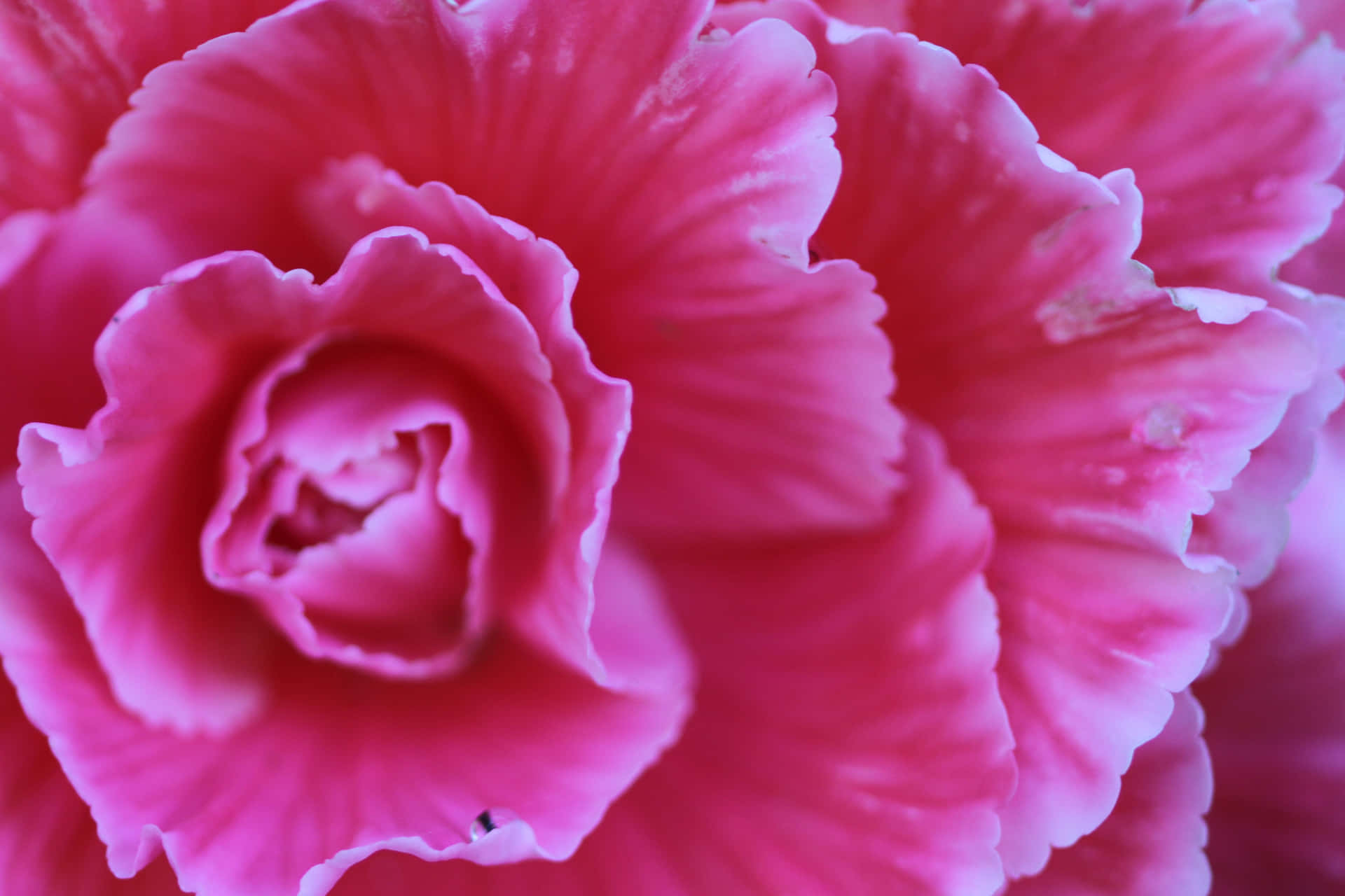 A delicate beauty - a carnation in full bloom