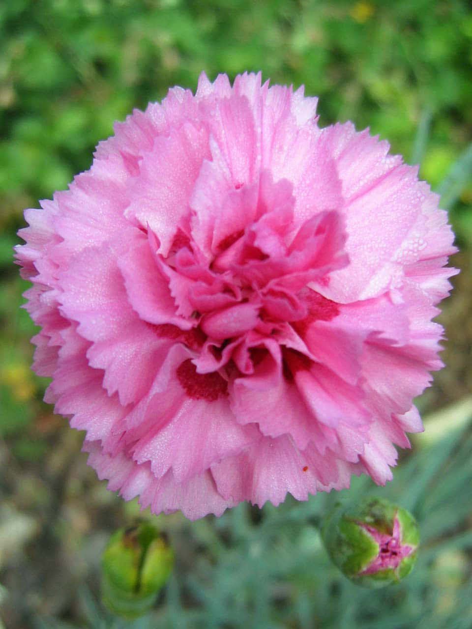 Bright Pink Carnations in Full Bloom