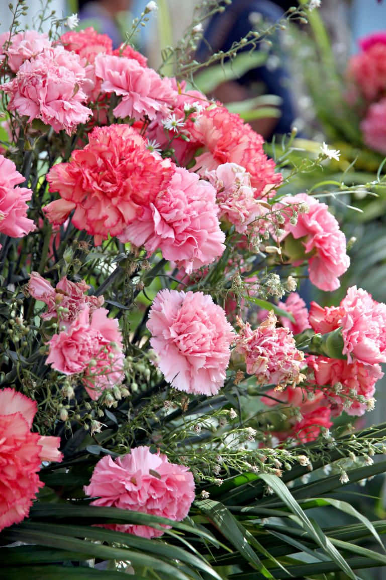 Einelebhafte Blüte Von Rosa Nelken