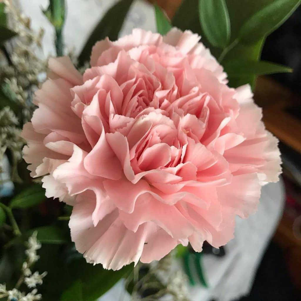 Love, nostalgia and joy: carnations evoke special memories.