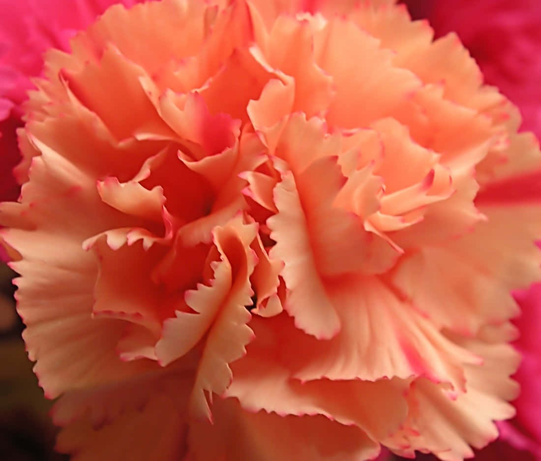 Breathtakingly beautiful carnations against a stunning blue sky