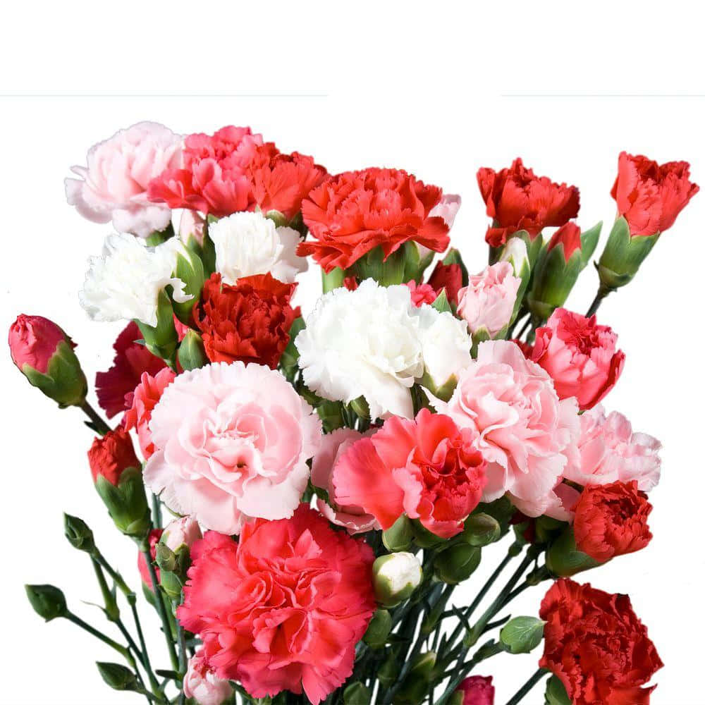 Enjoy the natural beauty of pink carnations.