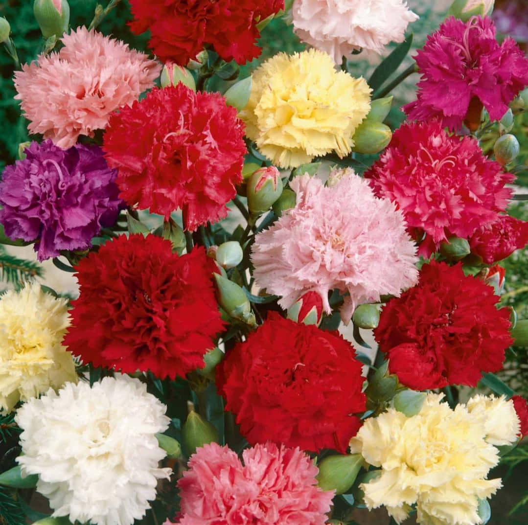 Carnations In A Vase With Different Colors