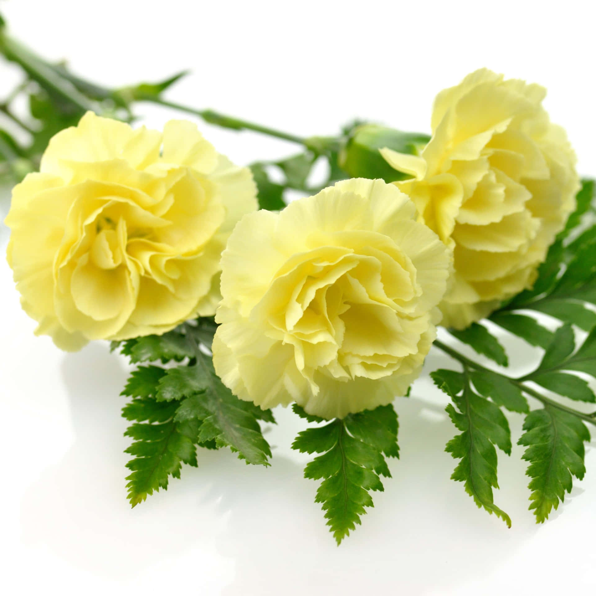 Three Yellow Carnations On A White Background