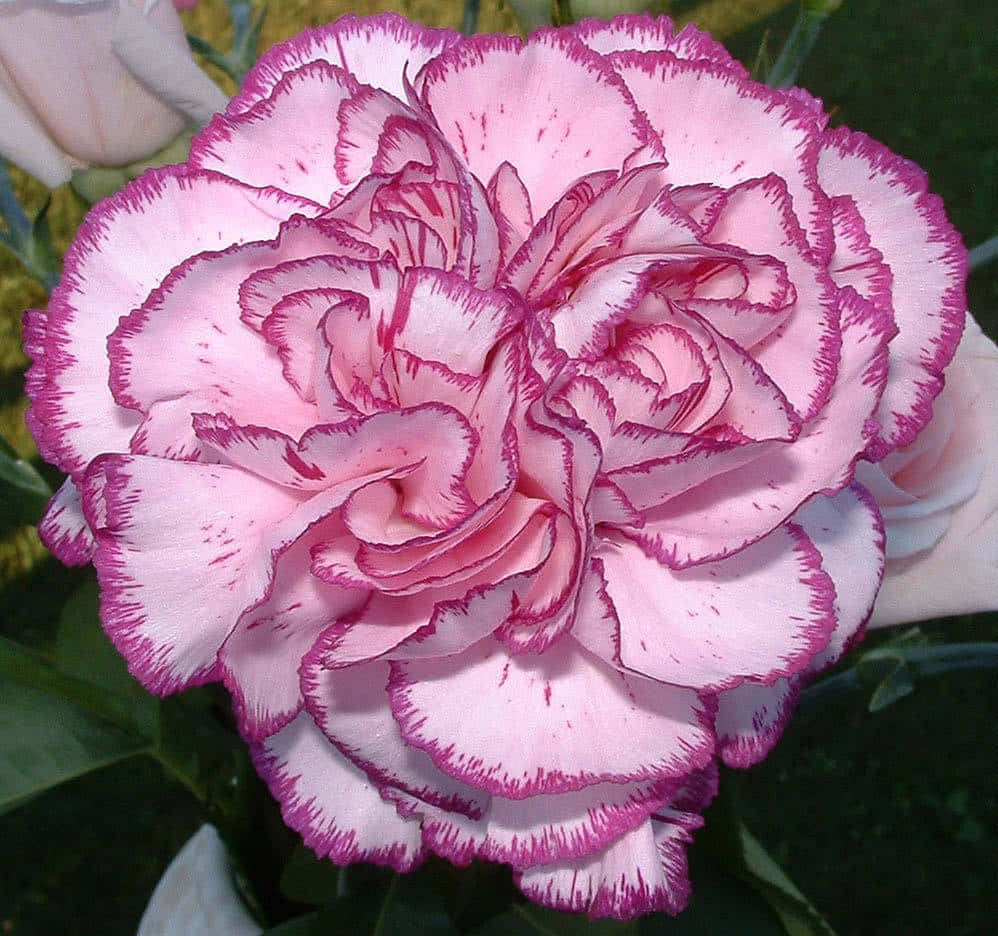 Unasingola Carnatione Rosa Si Distingue Nel Cielo Di Un Bellissimo Tramonto.