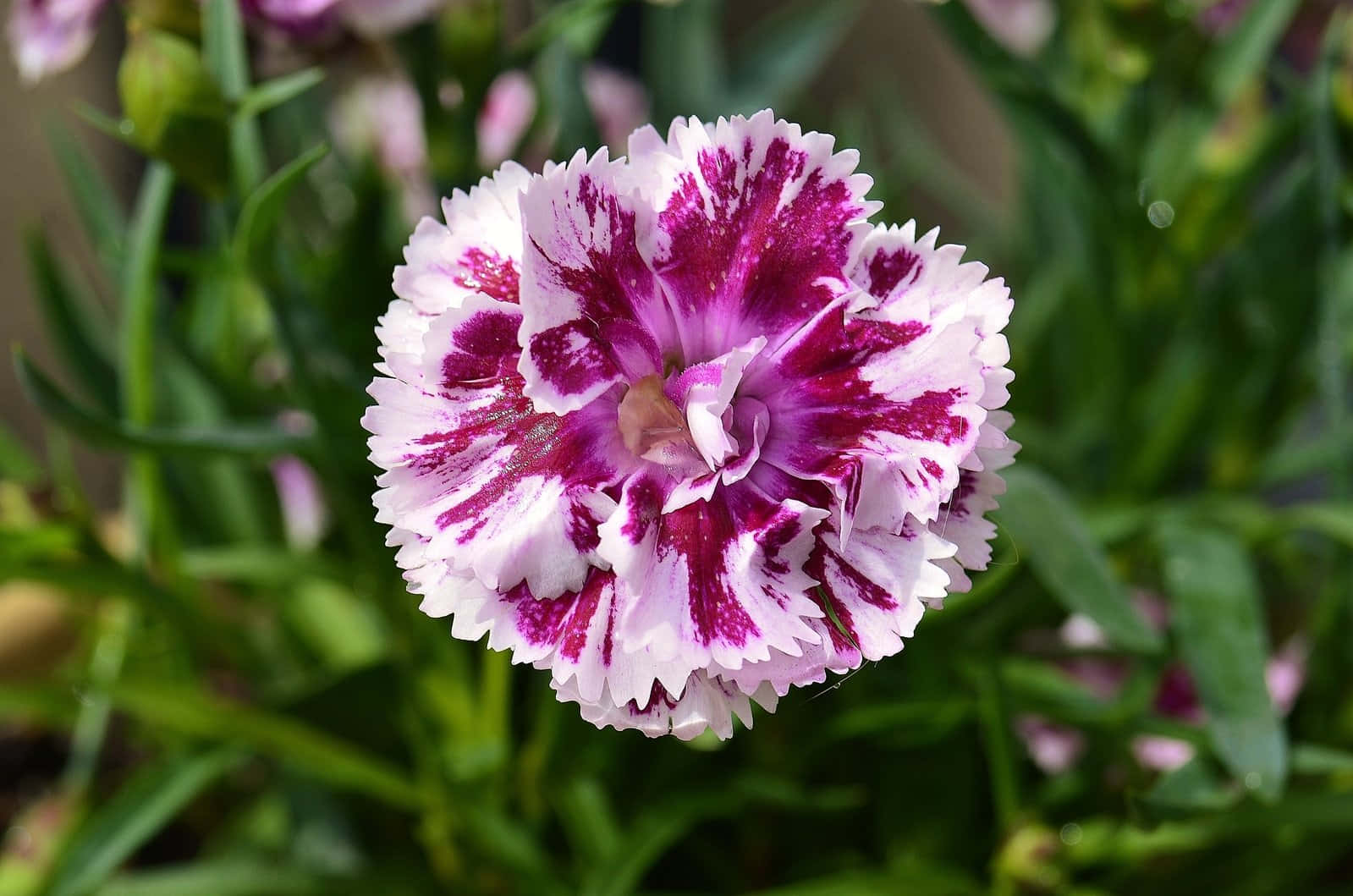 A Purple And White Carnation Flower Is Growing In A Pot