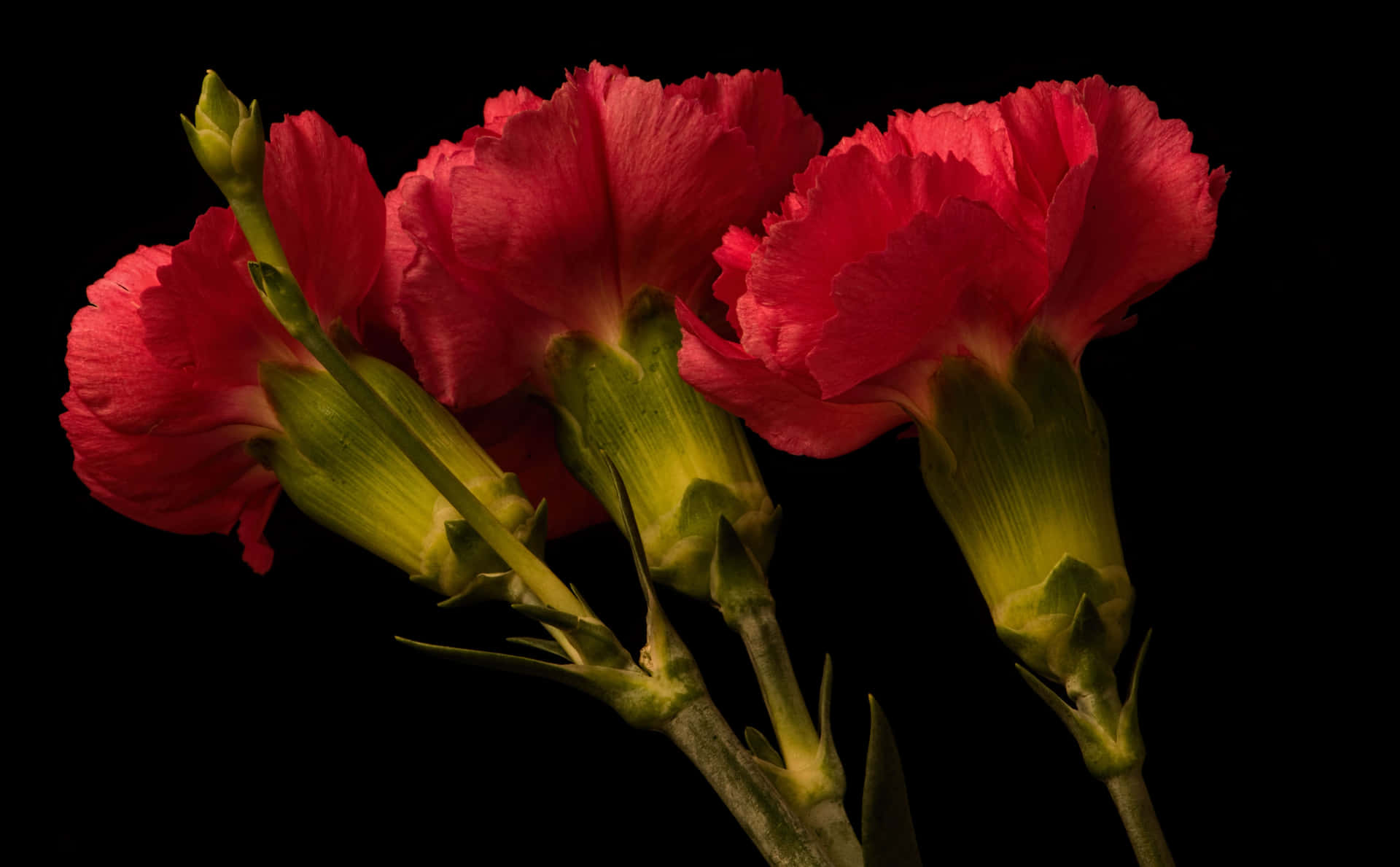 Red Carnations In A Vase