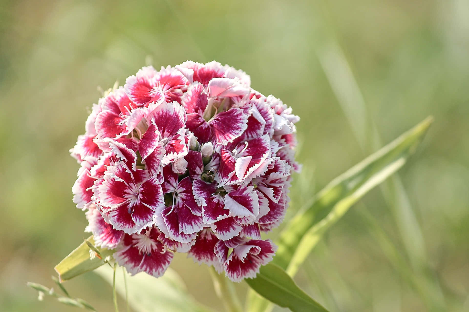 A beautiful close up shot of two pink carnations