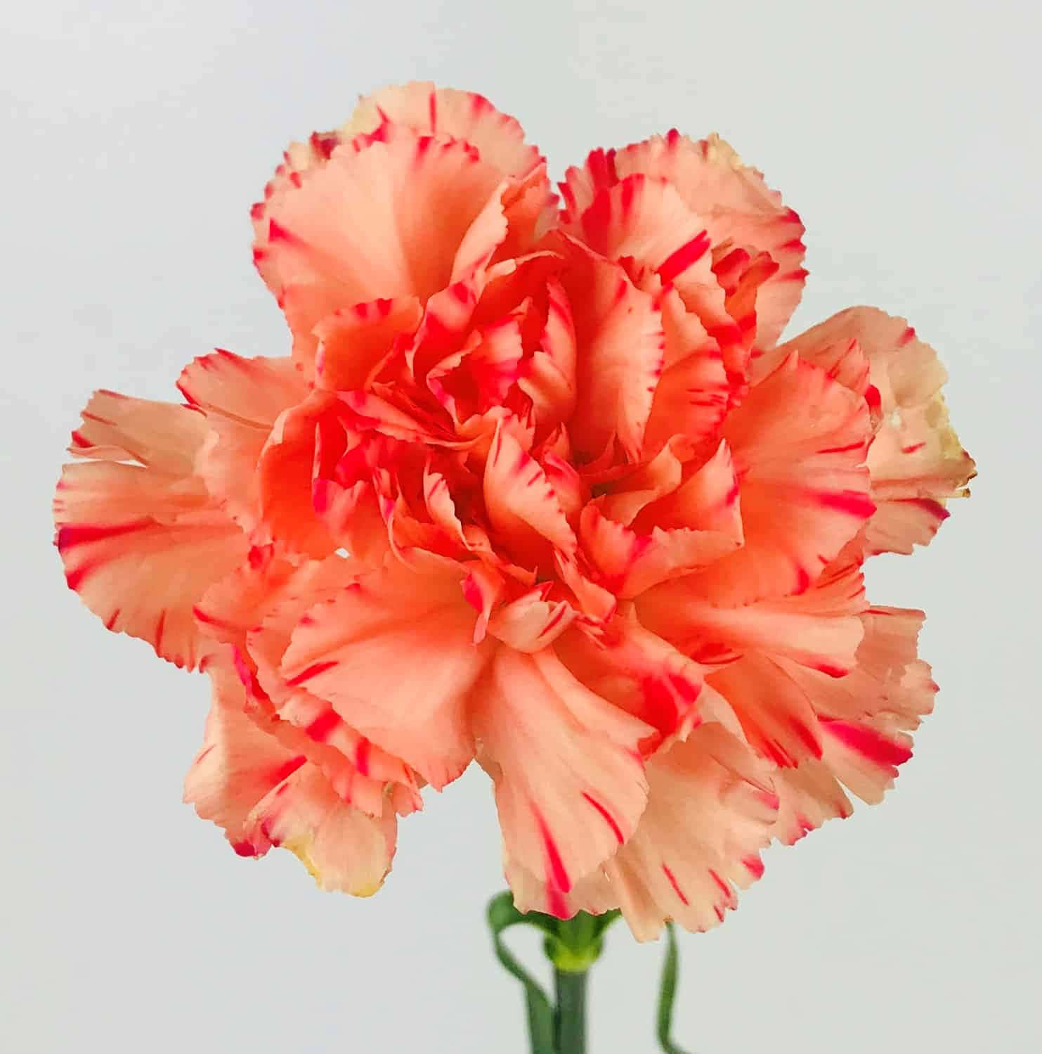 Colorful Bouquet of Carnations