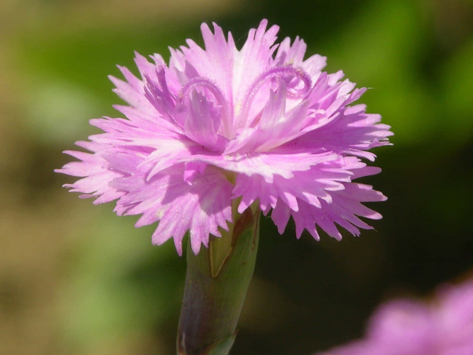 A Pink Flower With A Green Stem