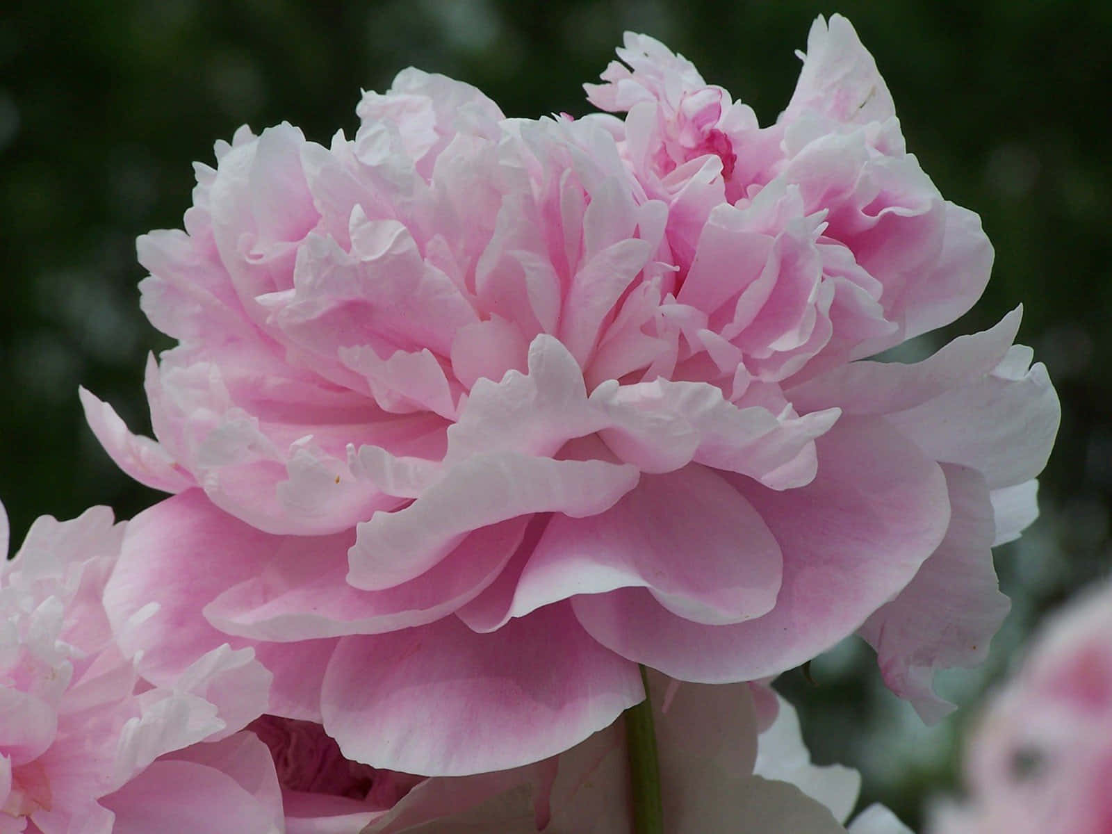 Image  A cheerful pink carnation flower