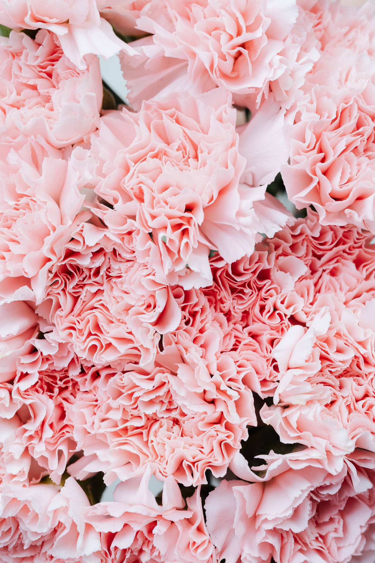 Carnation Pink Flowers Aesthetic Background