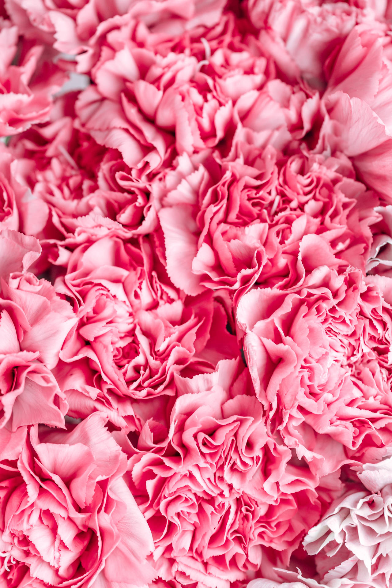 Carnations Dark Pink Flowers Aesthetic Color Wallpaper