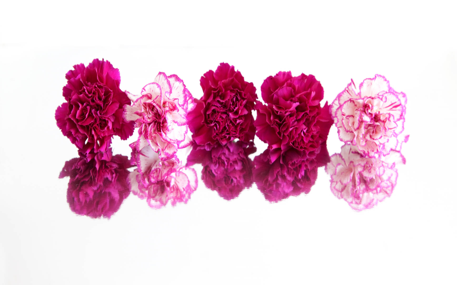 Carnations Reflection Effect Wallpaper