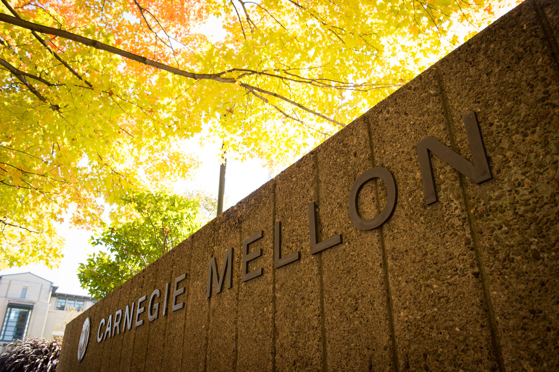 Letrero De La Universidad Carnegie Mellon Debajo De Un Árbol. Fondo de pantalla