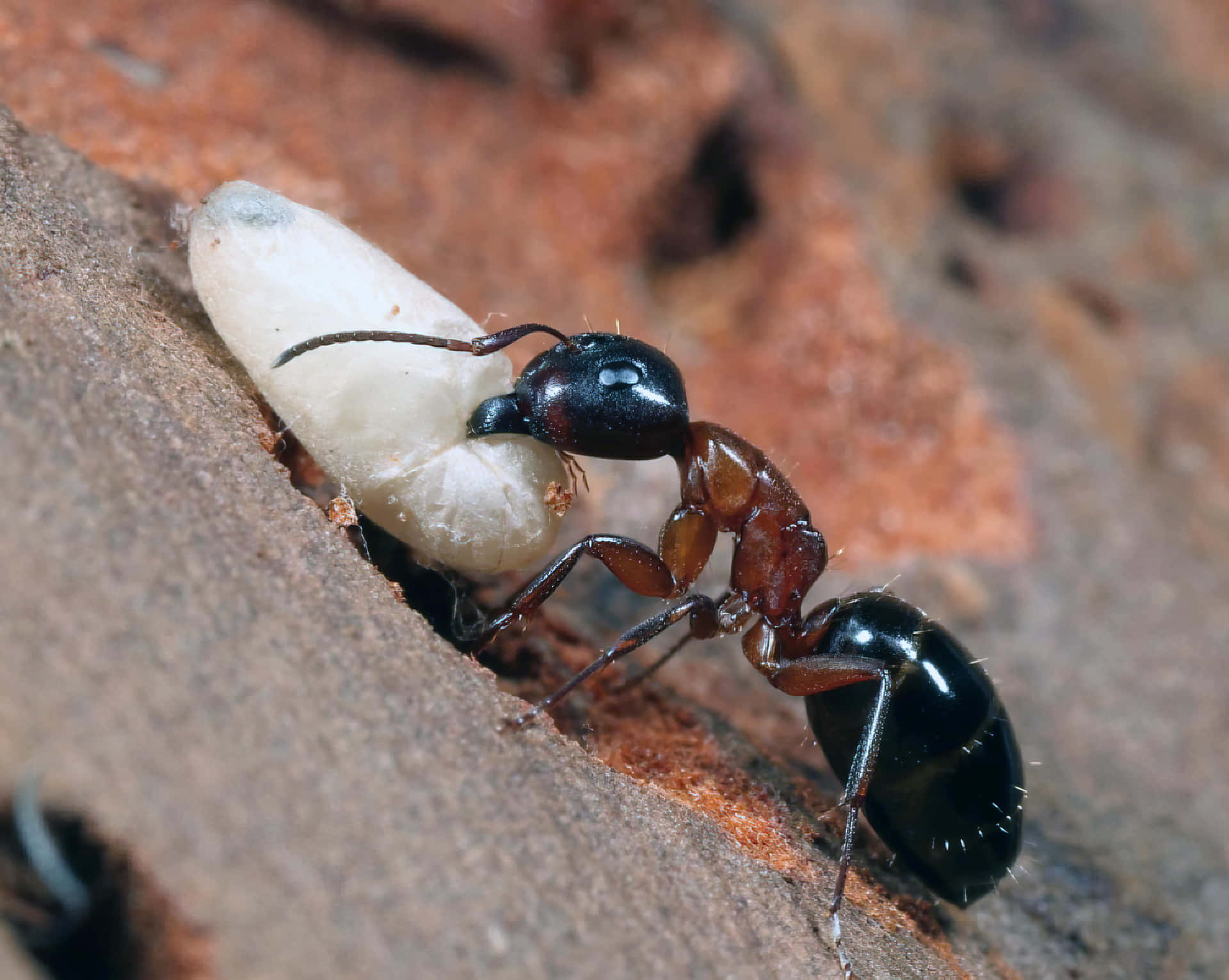 Carpenter Ant Carrying Larva Wallpaper