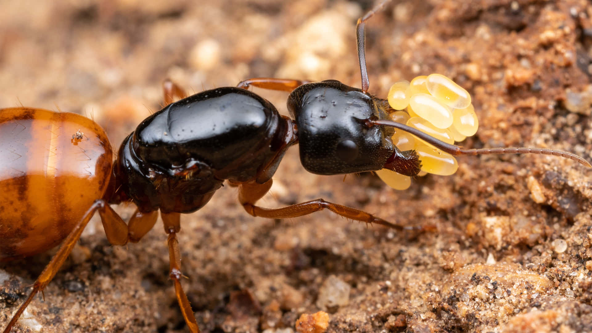 Carpenter Ant Carrying Larvae Wallpaper