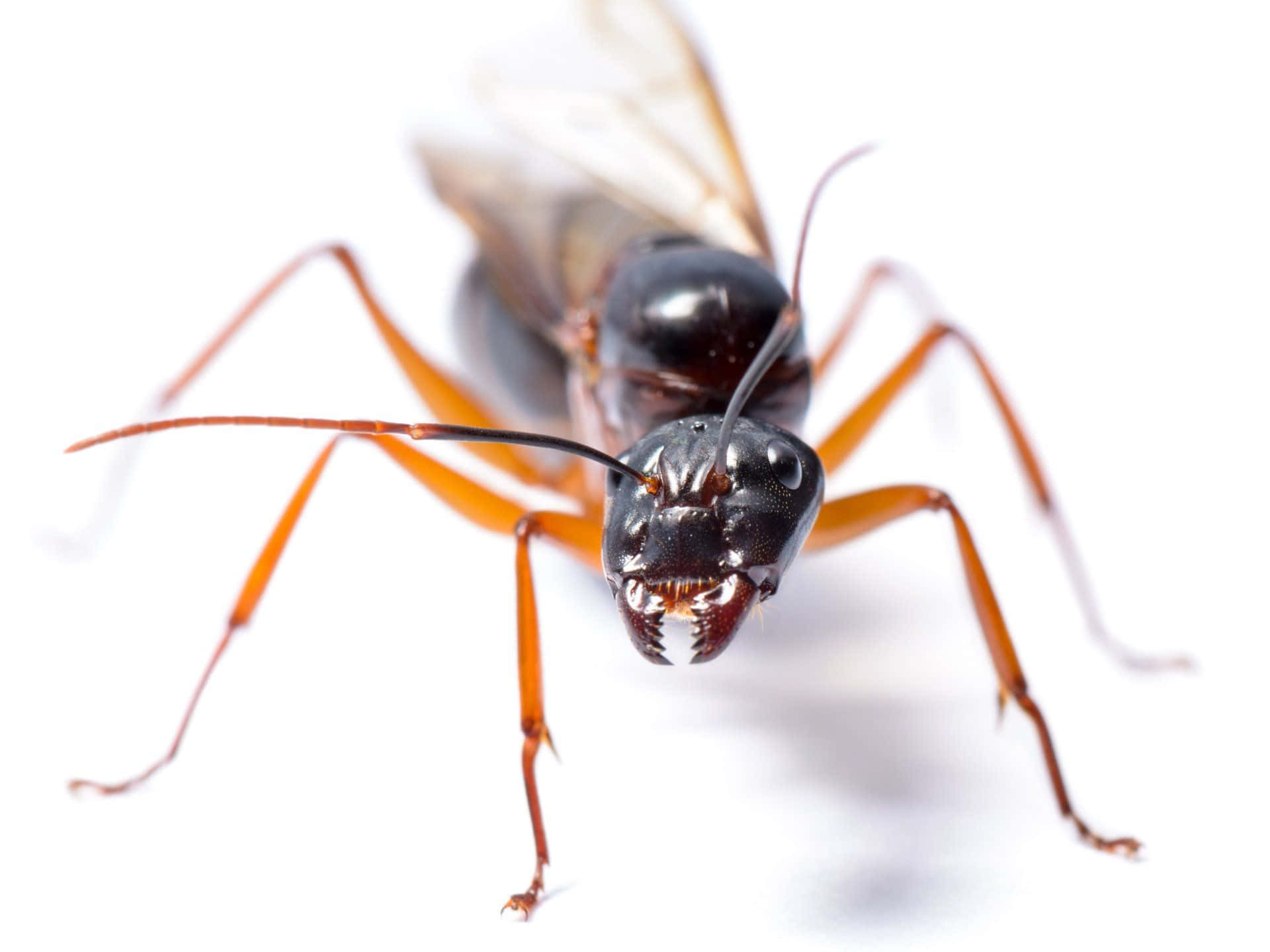 Carpenter Ant Close Up Wallpaper