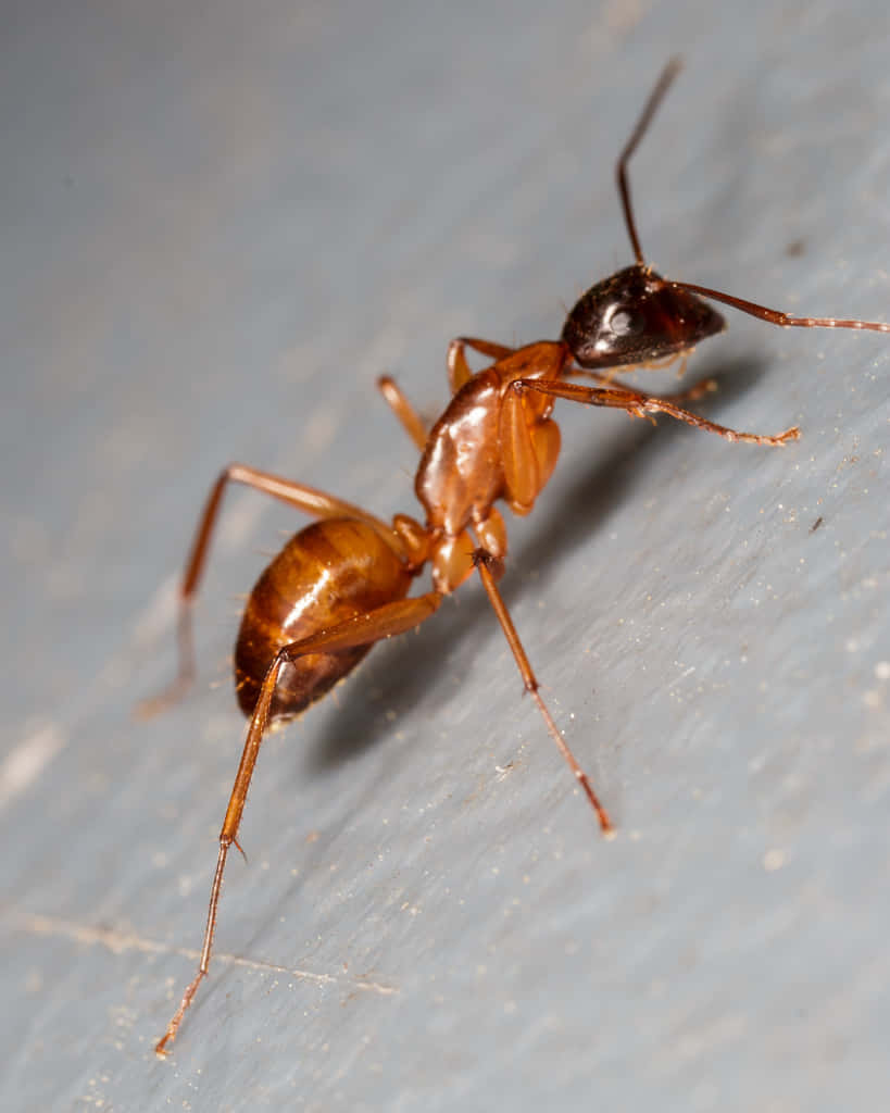 Carpenter Ant Closeup Wallpaper