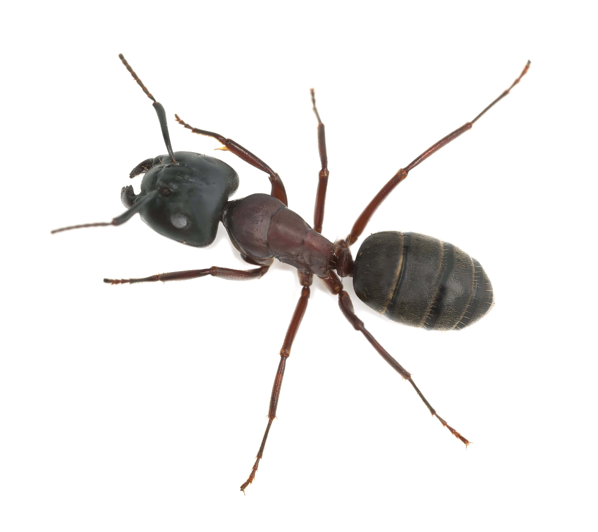 Carpenter Ant Closeup Wallpaper