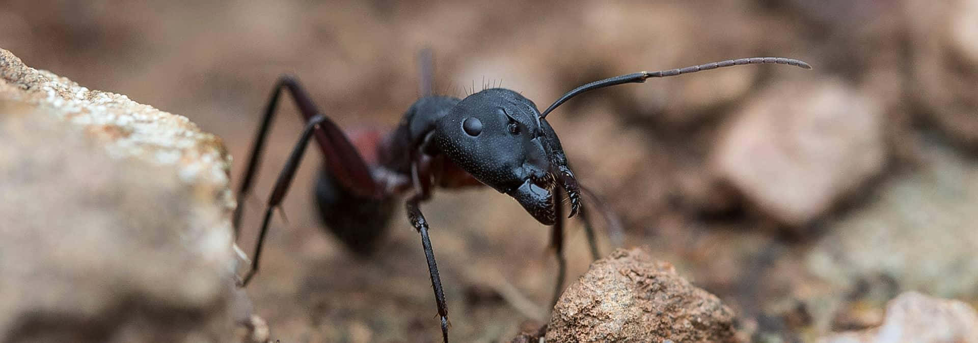 Carpenter Ant Closeup Wallpaper