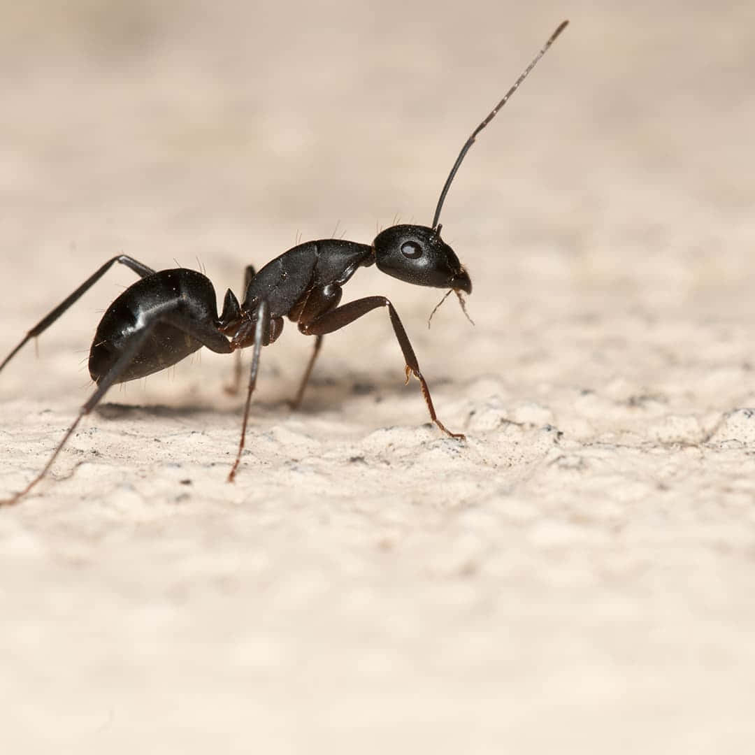 Carpenter Ant Closeup Wallpaper