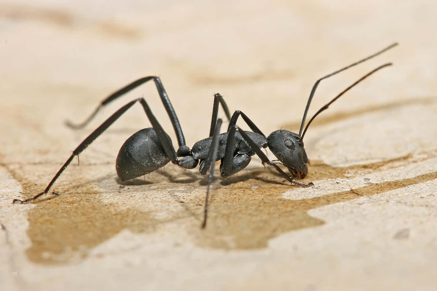 Carpenter Ant Closeup.jpg Wallpaper