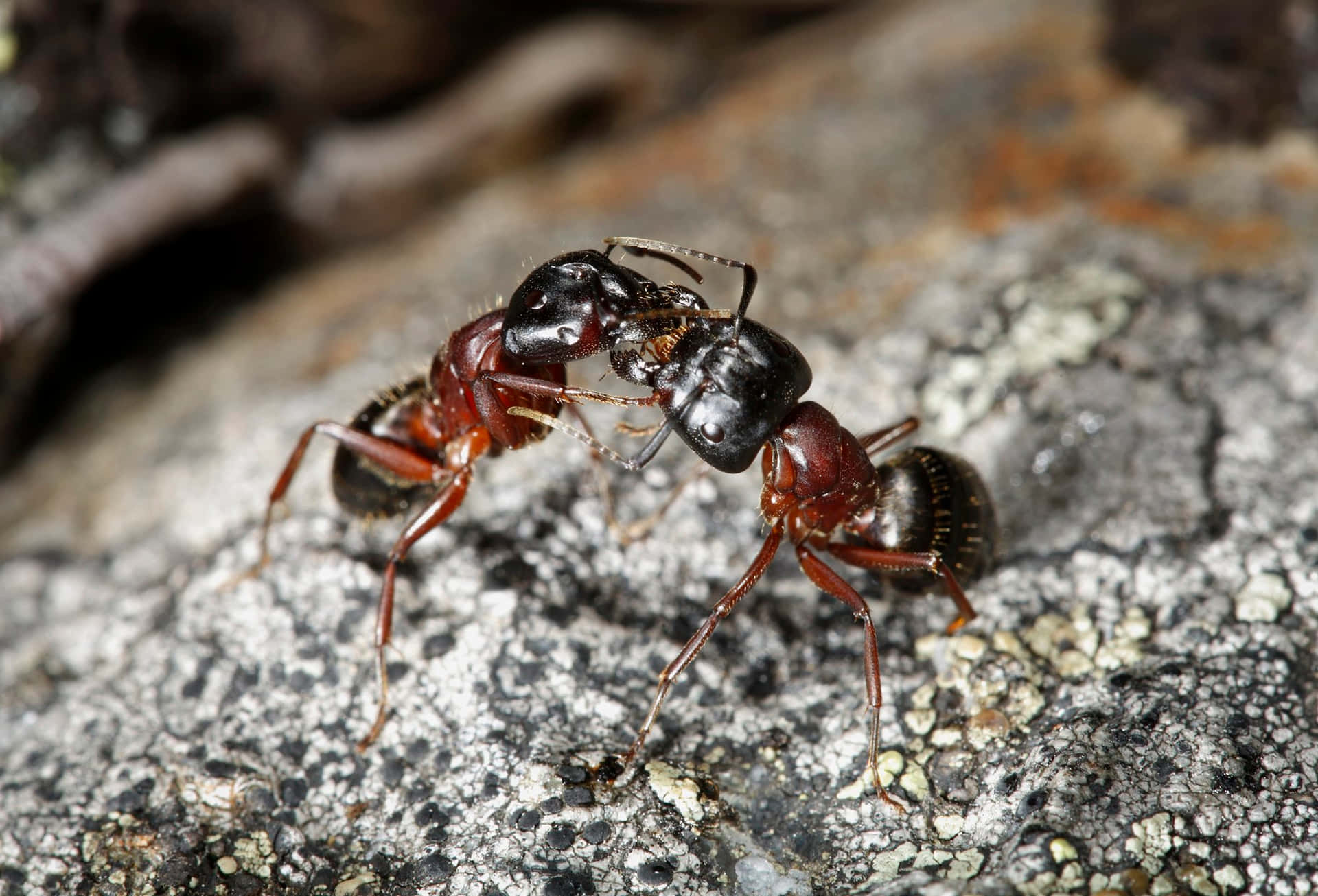 Carpenter Ant Closeupon Rock Wallpaper