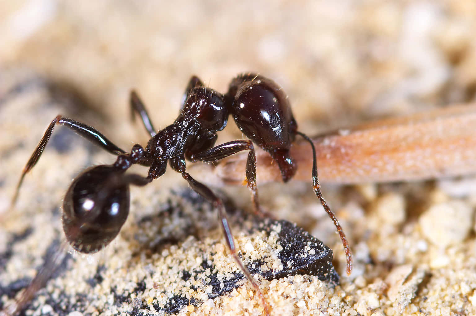 Carpenter Ant Closeupon Sand Wallpaper