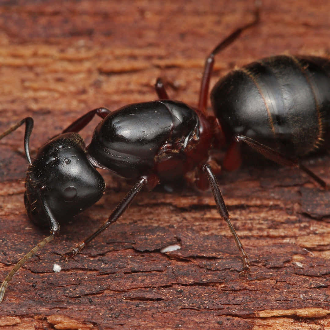 Carpenter Ant Closeupon Wood Wallpaper