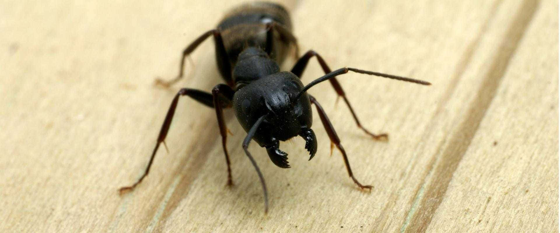 Carpenter Ant Closeupon Wood Wallpaper