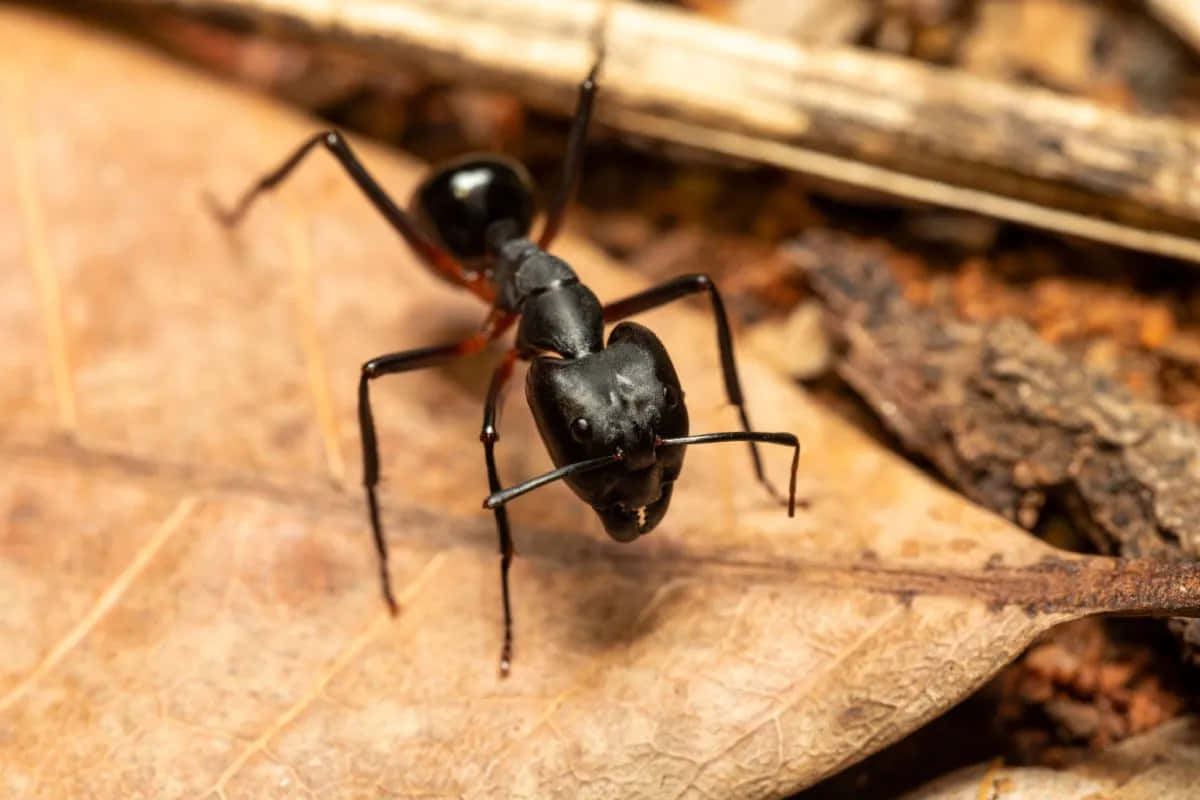 Carpenter Ant Closeupon Wood Wallpaper