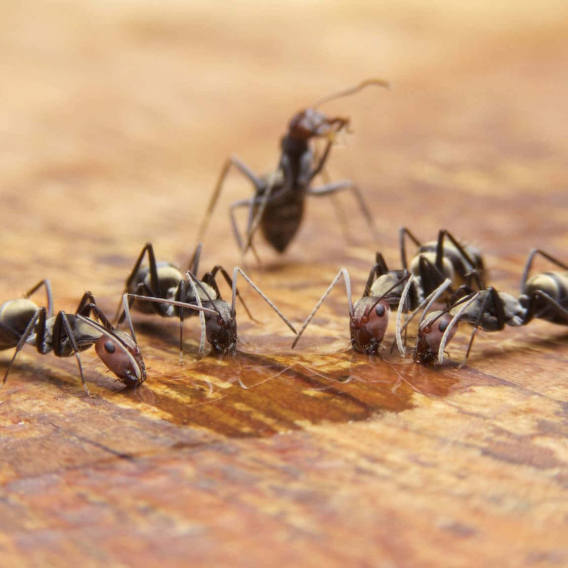 Carpenter Ants Gathering Wallpaper