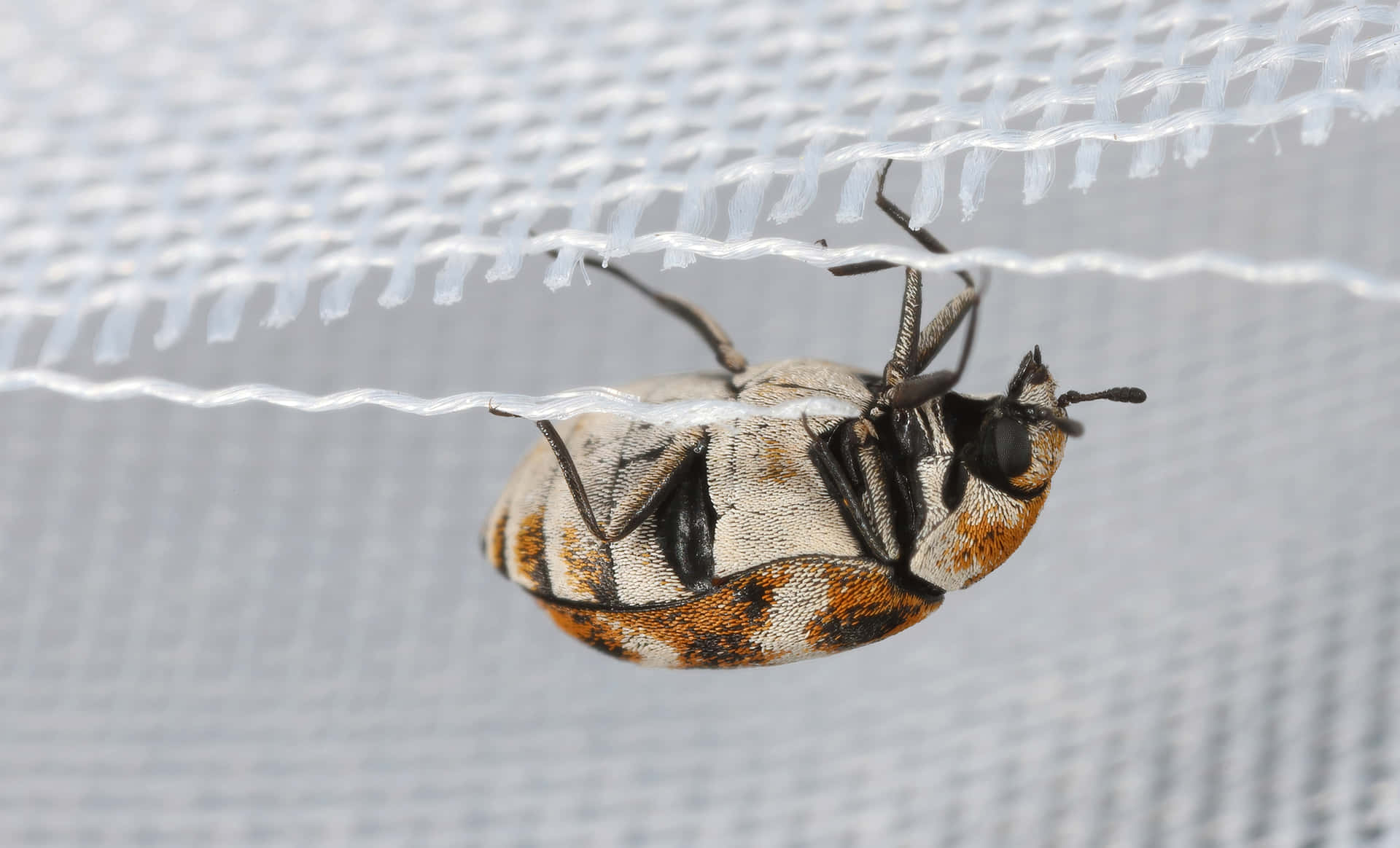 Carpet Beetle Clingingto Fabric Wallpaper