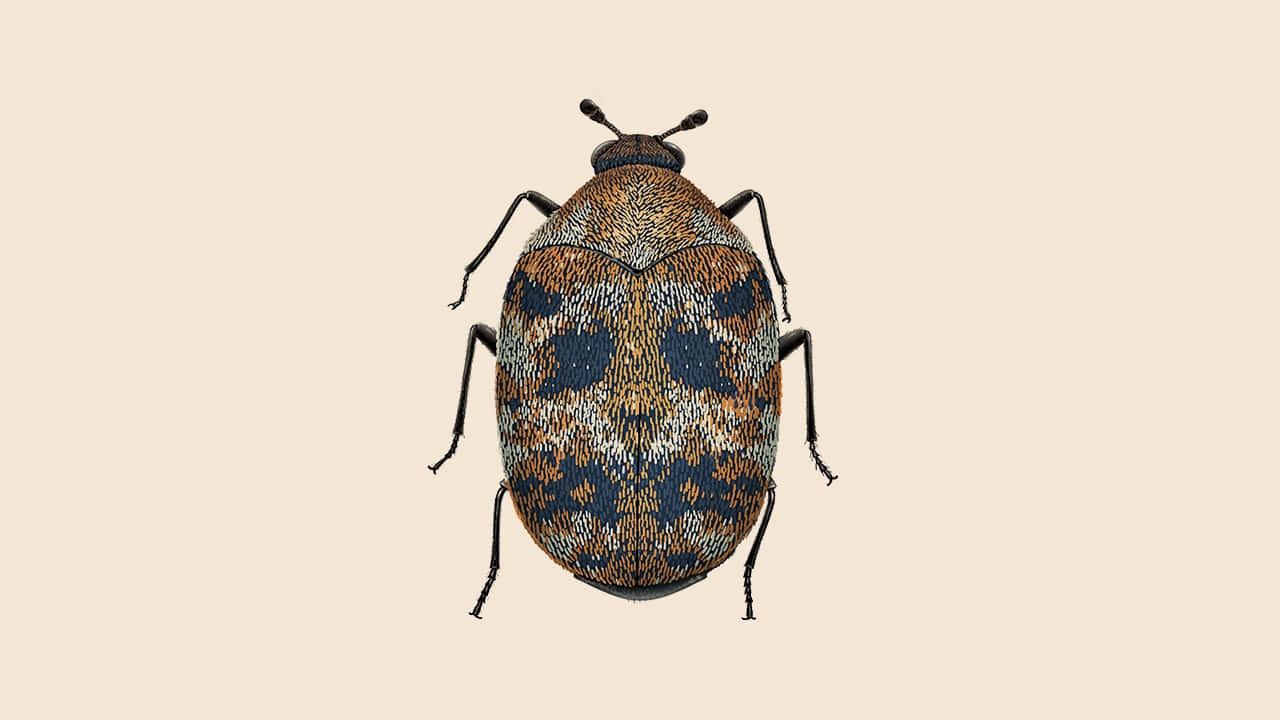 Carpet Beetle Illustration Wallpaper