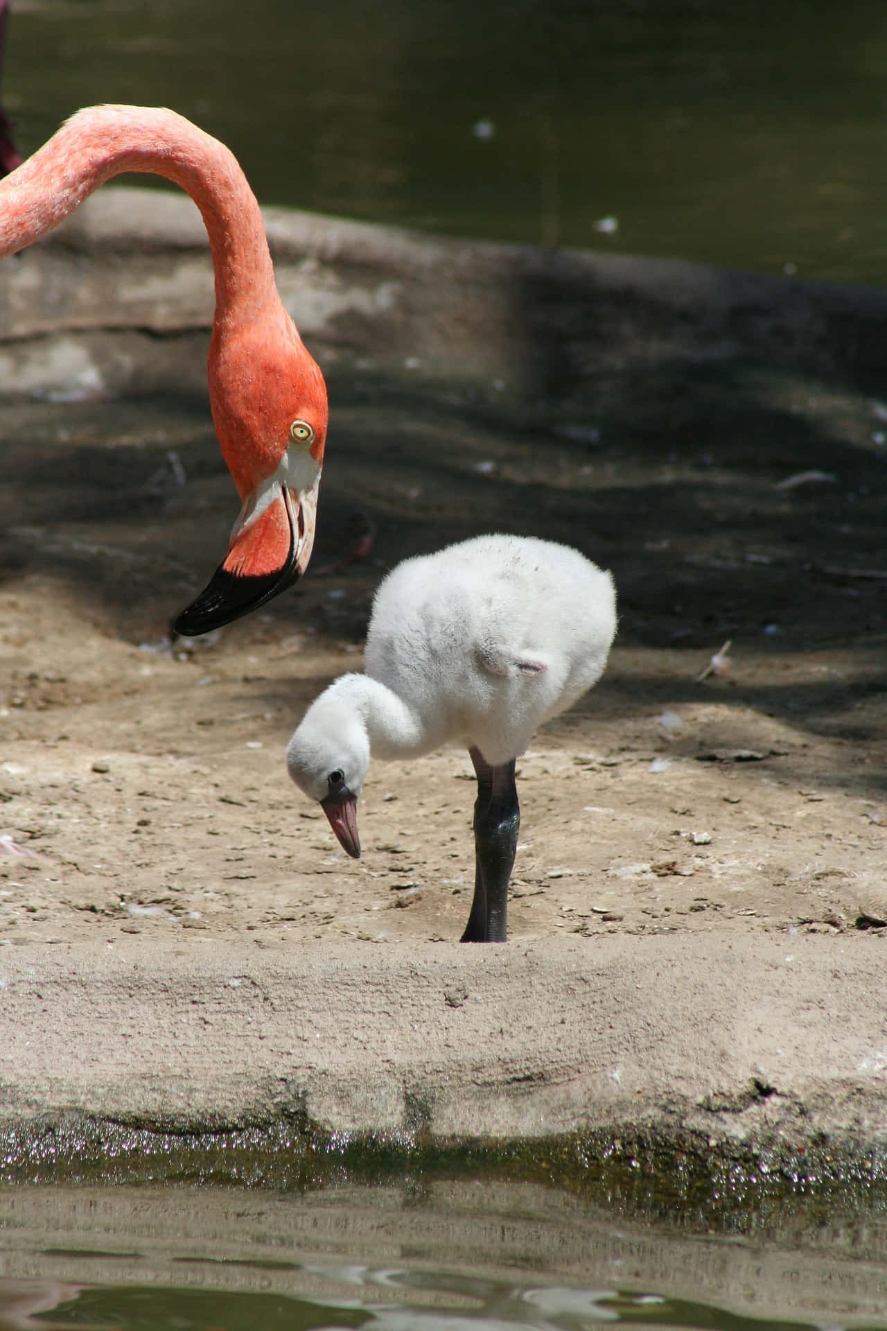 Carribean Flamingo Mother Bird Wallpaper