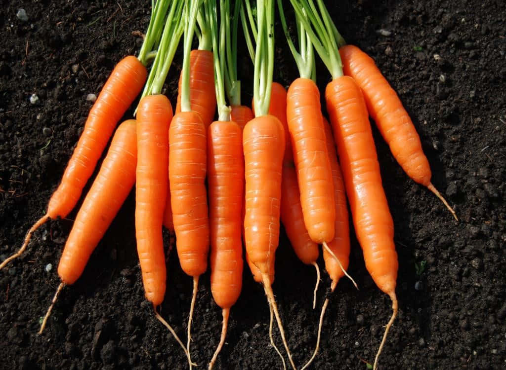 Carrots In The Ground With A Black Background
