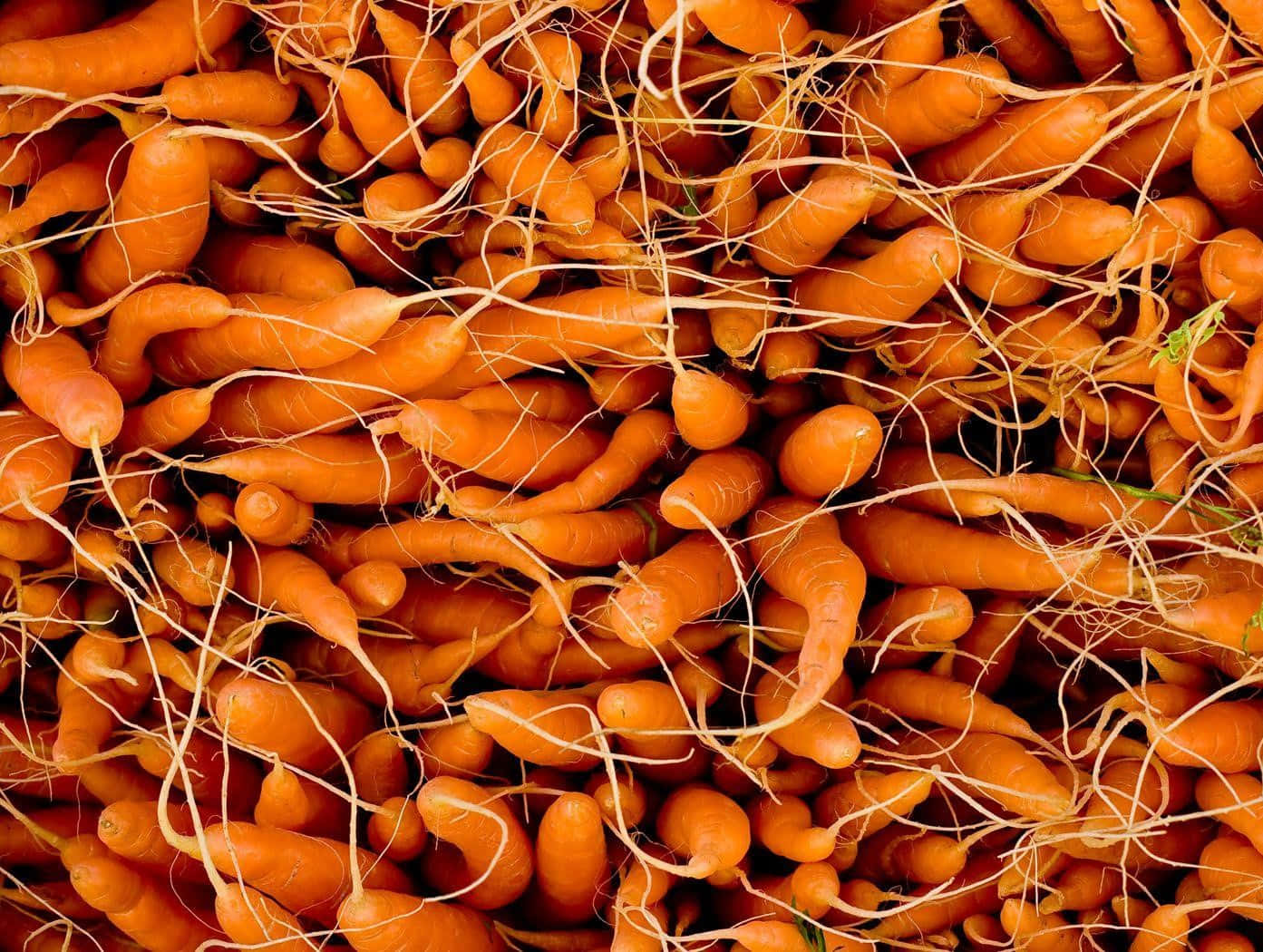Get your daily dose of Vitamin A with a tasty Carrot!