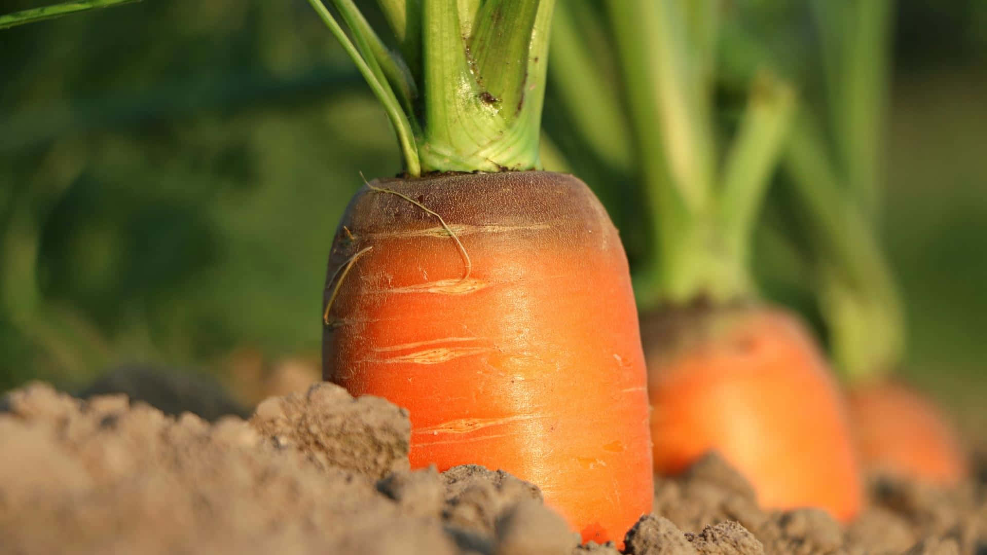 Fresh Carrots - A Healthy, Nutritious Ingredient