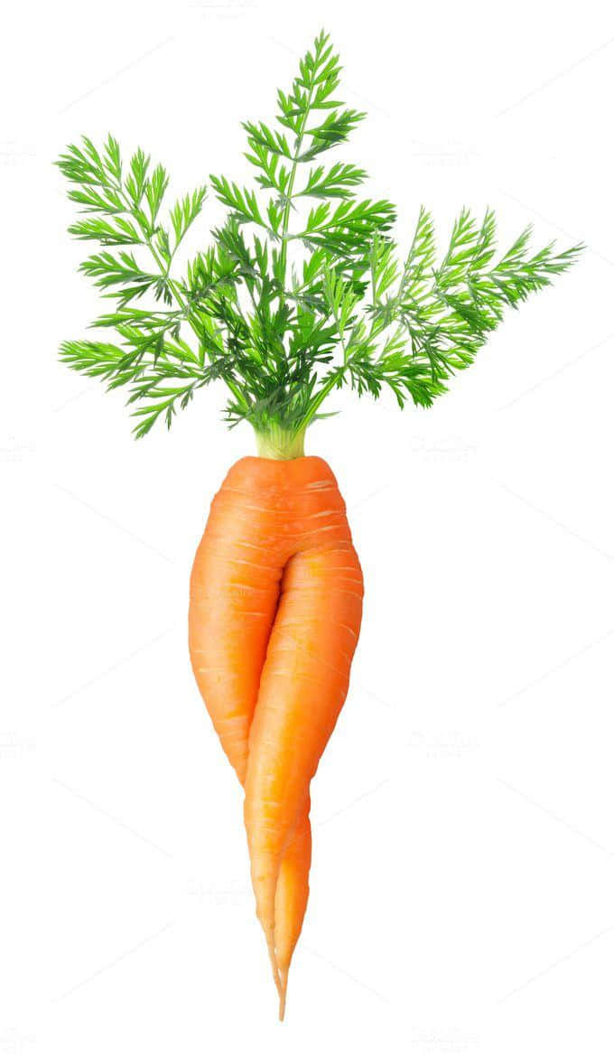A freshly picked orange carrot