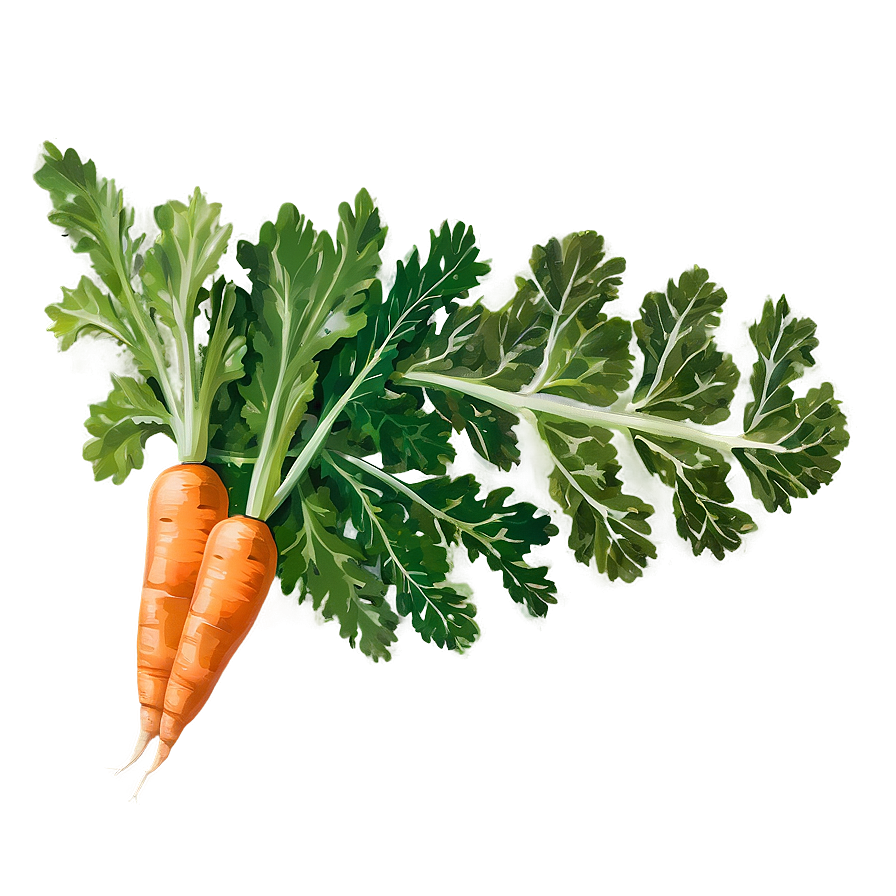 Carrot Leaf Png 60 PNG