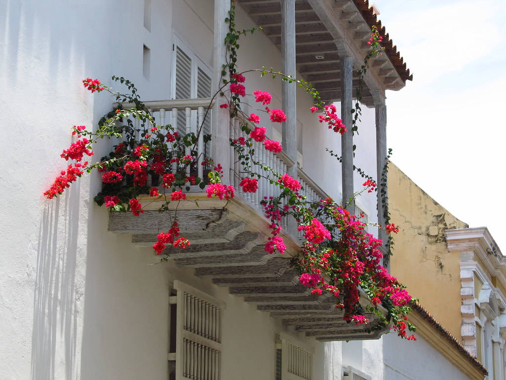 Cartagena Balcony With Bougainvillea Flowers Wallpaper