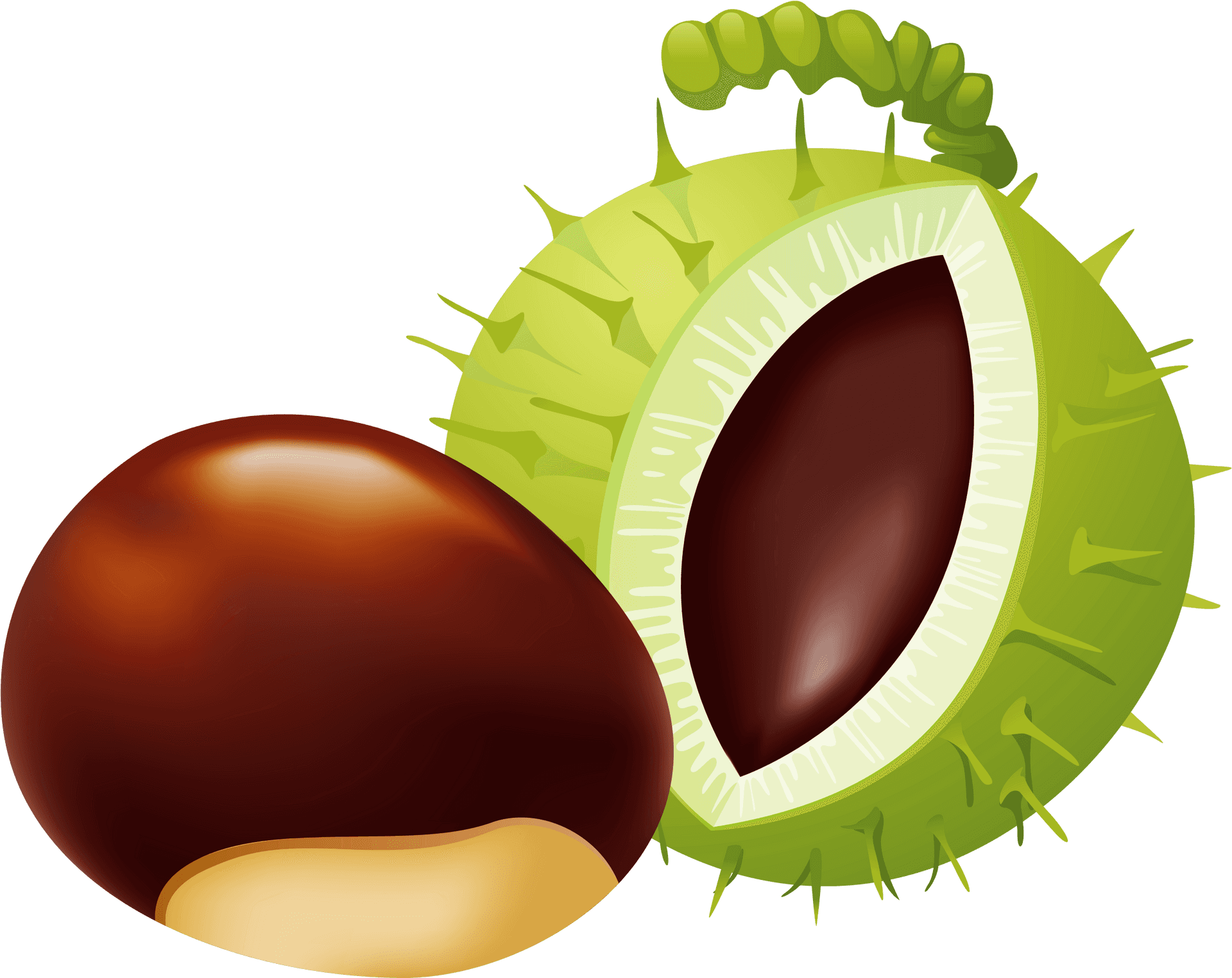 Cartoon Acornand Chestnut PNG