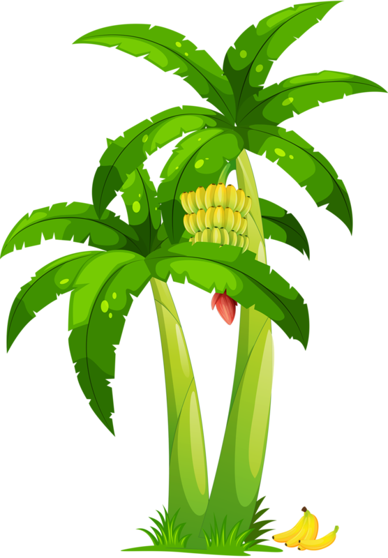 Cartoon Banana Tree With Fruit PNG